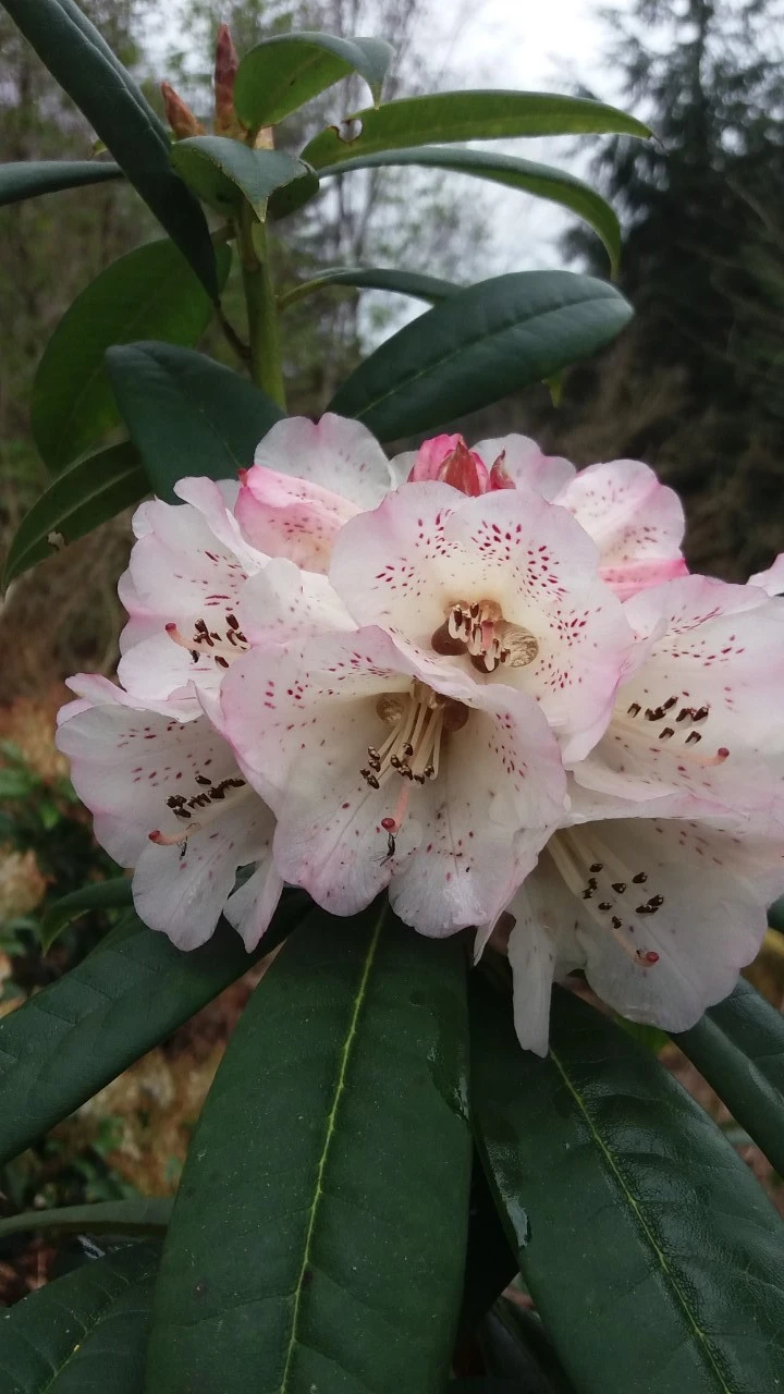 R. irroratum